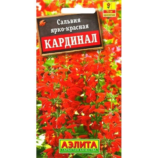 Семена Сальвия «Кардинал»
