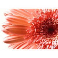 Фотообои Wallberry Decocode 41-0193-FR 400х280 см