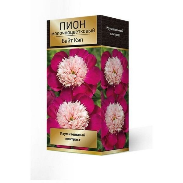 Пион травянистый Вайт Кэп луковица 2-3