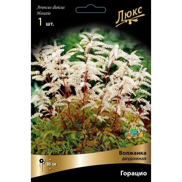 Волжанка двудомная Бордо луковица I