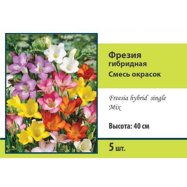 Фрезия гибридная микс луковица 5/6