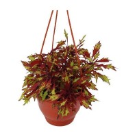 Колеус микс 16x25 см