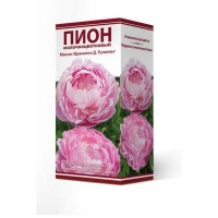 Пион травянистый Миссис Франклин Д.Рузвельт луковица 2-3