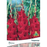 Гладиолус крупноцветковый Оскар луковица 10/12