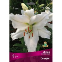 Лилии восточные Северн луковица 16/18