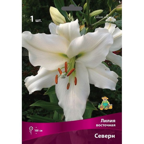 Лилии восточные Северн луковица 16/18
