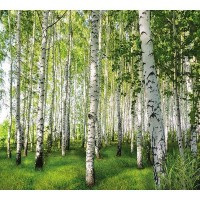 Фотообои DeliceDecor Березовая роща Ф 060 300х270 см