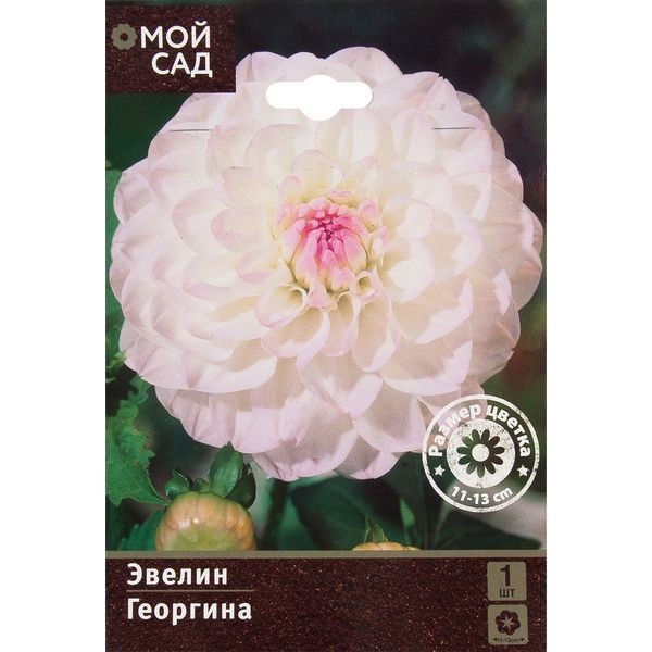 Георгина Шаровидная Эвелин I